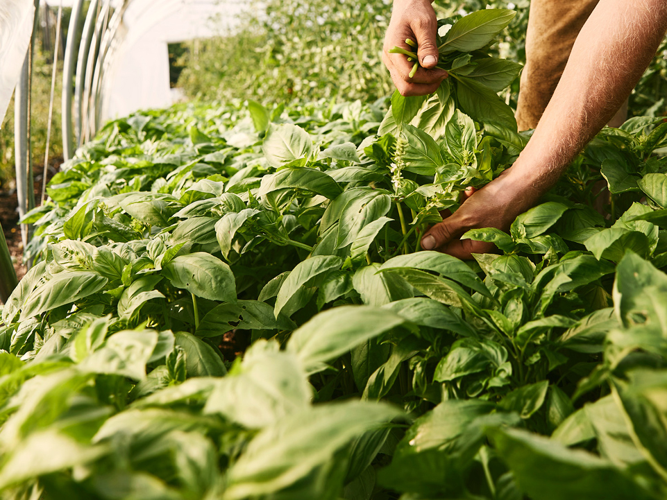 farm-herbs-webl farm-herbs-webl