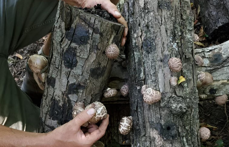 Shiitake Social - The Workshop at Finley Farms