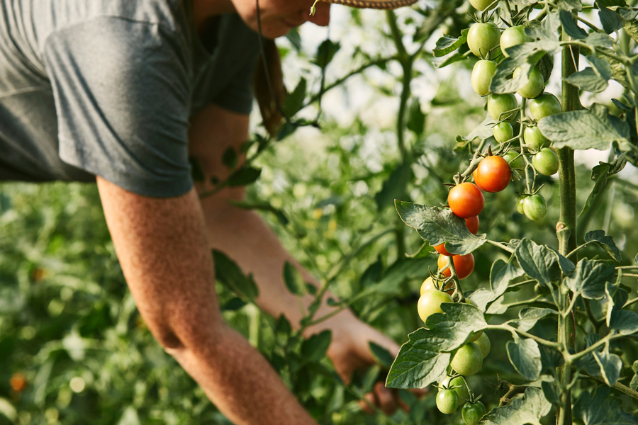 farm-tour-tomatoes-web