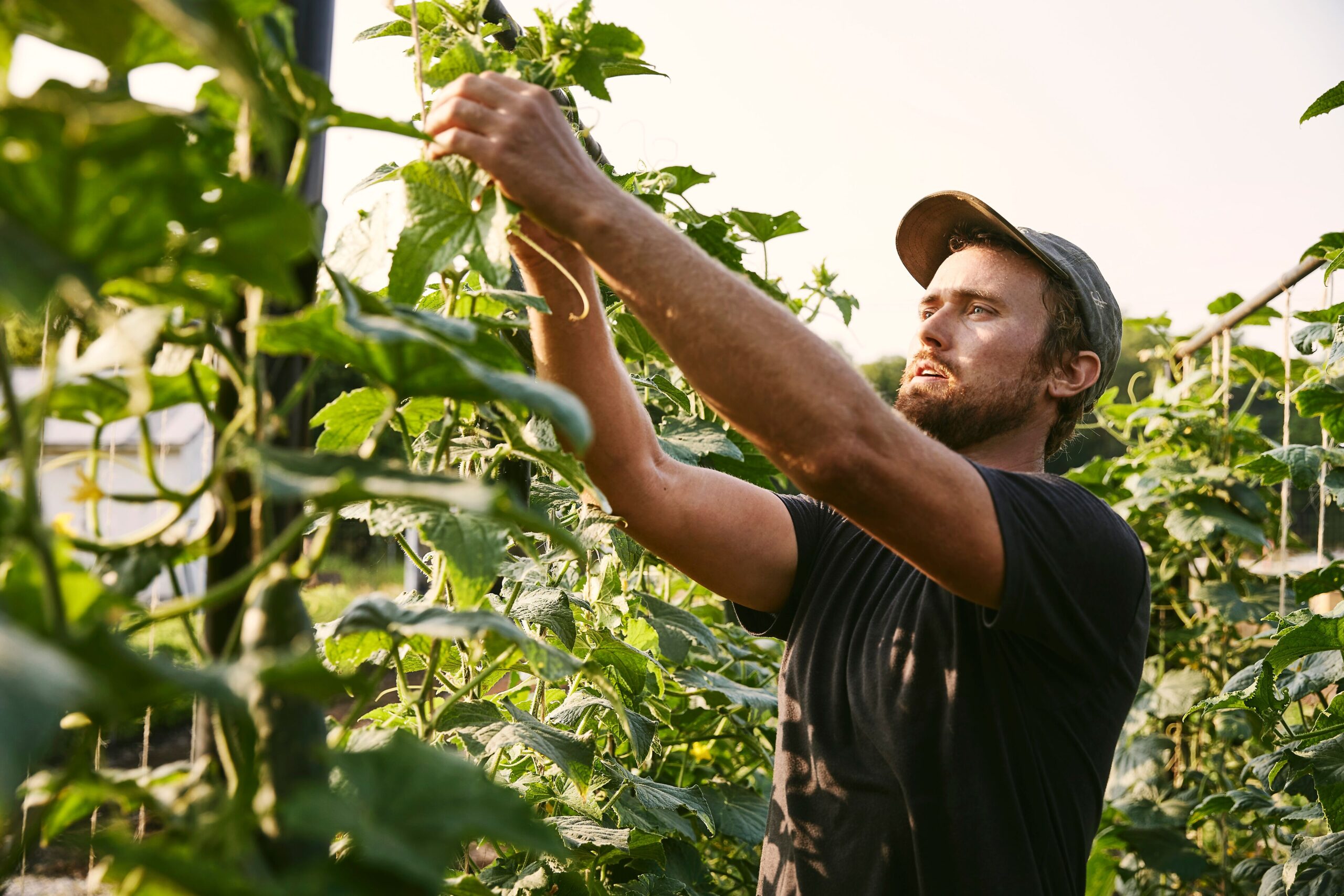 4K Ultra HD JPG-2021_FinleyFarms_TheFarm_000109 4K Ultra HD JPG-2021_FinleyFarms_TheFarm_000109