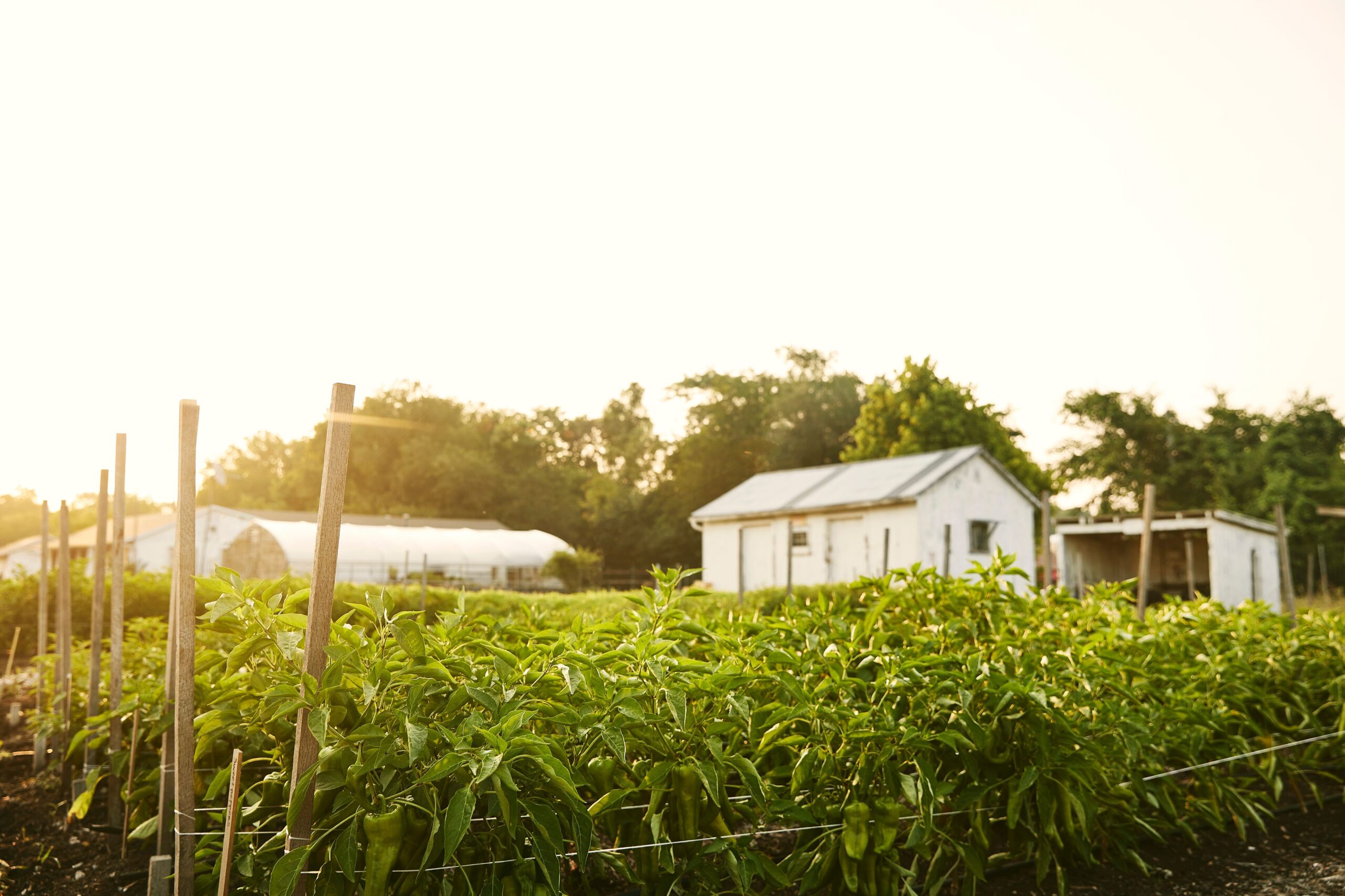 4K Ultra HD JPG-2021_FinleyFarms_TheFarm_48 4K Ultra HD JPG-2021_FinleyFarms_TheFarm_48