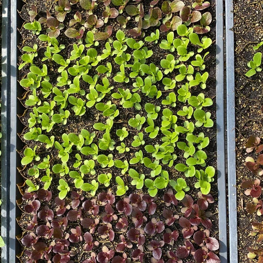 Baby-Plants